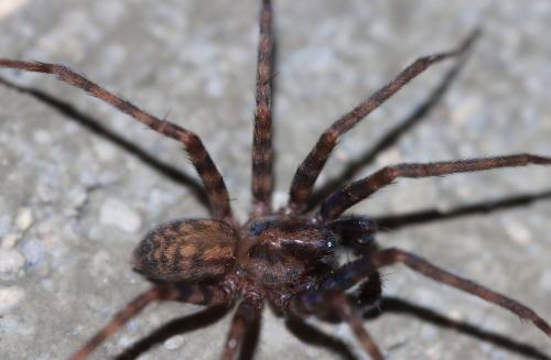 Réf. 336 560 : Tegenaria ramblae